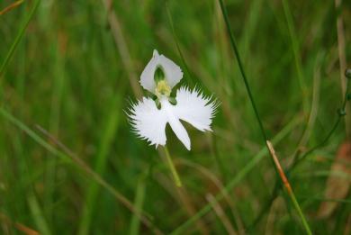 画像：鳥が羽を広げたような形の白い花を付けた植物。サギソウ。