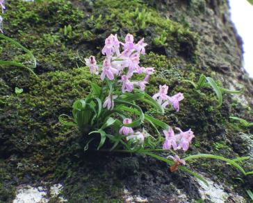 画像：薄紫の花と緑の細い葉を持つ植物。ウチョウラン。樹木に生えている。