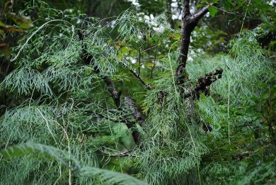 画像：樹木にひも状の茎が絡んだ緑の植物。ヒモヅル。