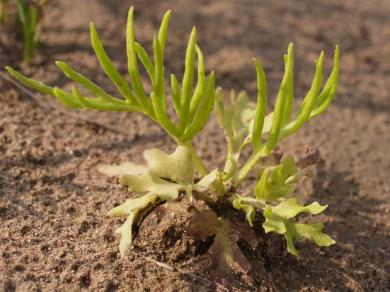 画像：栄養葉と胞子葉を持つ緑の植物。ミズワラビ。地面に生えている。