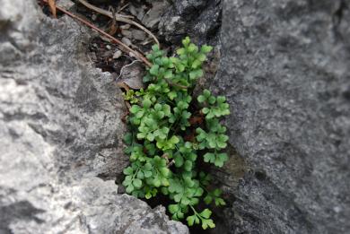 画像：イチョウの葉ににた緑の葉をたくさんつけた植物。イチョウシダ。岩の間に生えている。