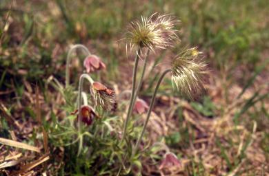 画像：暗赤紫色の花を付けた植物。オキナグサ。花をうつむかせて草むらに生えている。