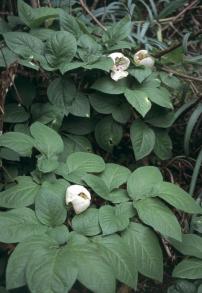 画像：白い花に緑の葉を付けた植物。ヤマシャクヤク。