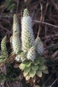 画像：ロゼットに白い花序を付けた植物。ゲンカイイワレンゲ。地面から生えている。