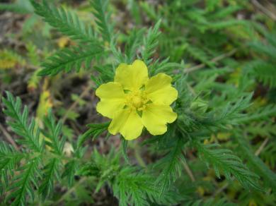 画像：黄色い５つの花びらをもつ花と羽状複葉を持つ植物。カワラサイコ。地面から生えている。