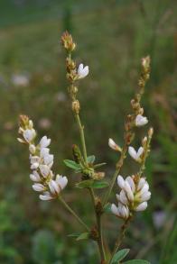 画像：長い総状花序に、黄白色の花が複数ついた植物。イヌハギ。