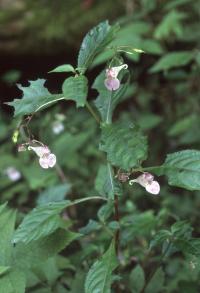 画像：白に薄い赤の斑点のある袋状の花びらを持つ植物。エンシュウツリフネソウ。