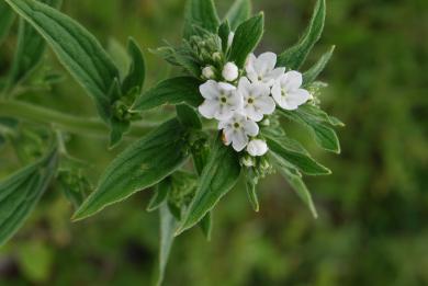 画像：一つの茎に白い花びらの花が６つ咲いている植物。ムラサキ。