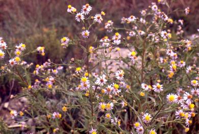 画像：黄色い雄蕊・雌蕊と細く白い花びらの植物。ウラギク。