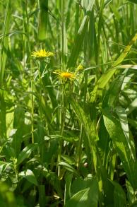 画像：細く黄色い花びらと緑の葉・茎の植物。ホソバオグルマ。草むらに生えている。