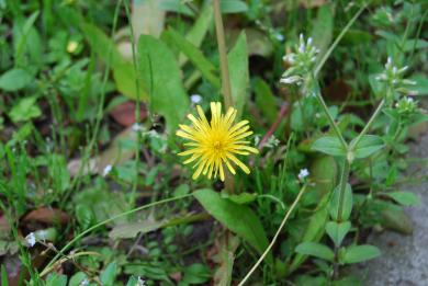 画像：細く黄色い花びらの植物。モウコタンポポ。草むらに生えている。