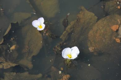 画像：雄蕊・雌蕊が黄色く白い花びらの植物。ミズオオバコ。水中から花だけを出している。