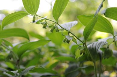 画像：明るい林床に生育する多年草。雌ずいは雄ずいより短く花柄に突起がある点が，ワニグチソウと異なる。ユリ科。ウスギワニグチソウ。