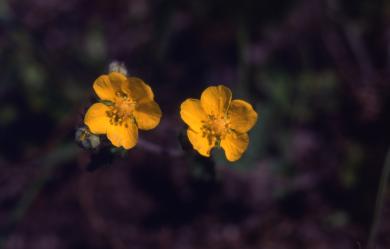 画像：黄色い花を咲かせた植物。ツチグリ。