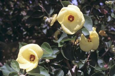 画像：緑の葉を付けて黄色い花を咲かせた植物。ハマボウ。地面に生えている。