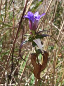 画像：紫の花を付けた植物。リンドウ。