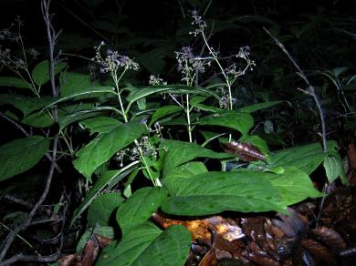 画像：緑の葉に紫の花を咲かせた植物。ツクシガシワ。枯葉の敷き詰められた地面に生えている。