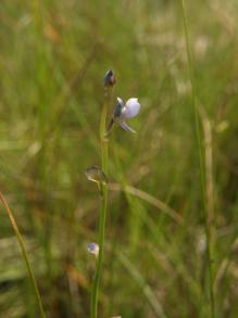 画像：緑の茎に白い花を咲かせた植物。ムラサキミミカキグサ。草むらに生えている。