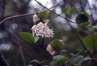 画像：木の枝に緑の葉と白い花を咲かせた植物。チョウジガマズミ。