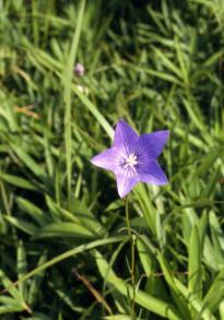 画像：緑の葉に青紫の花を咲かせた植物。キキョウ。草むらに生えている。