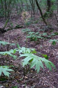 画像：円錐花序に多数の白い花と、掌状の緑の葉を持つ植物。ニシノヤマタイミンガサ。枯葉の敷き詰められた地面に生えている。