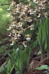 画像：緑の葉を付けて白い花を咲かせた植物。エビネ。地面に生えている。