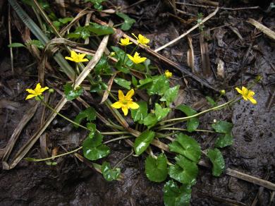 画像：緑の葉を付けて黄色い花を咲かせた植物。リュウキンカ。地面に生えている。