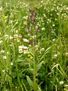 画像：紫の花を咲かせた植物。ミゾコウジュ。草原に生えている。