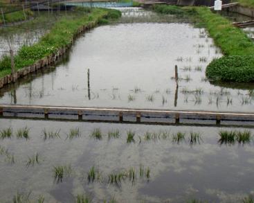 画像：群体を形成した植物。スイゼンジノリ。池の中に生えている。