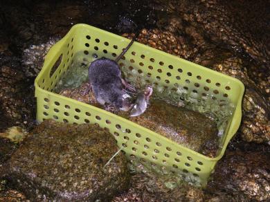 画像：黒い体のネズミ。カワネズミ。水辺の岩場で餌を食べている。