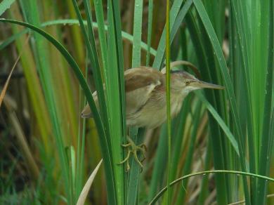 画像：茶色い羽根と頭部、白と茶色のまだらな腹の鳥。ヨシゴイ。背の高い草にとまっている。