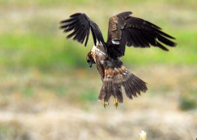 画像：黒に白と茶色のまだらの鳥。チュウヒ。飛んでいる。