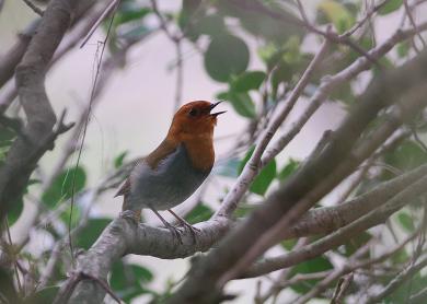 画像：橙の頭部と羽、胸に黒い嘴、灰色の体の鳥。コマドリ。緑の葉が生い茂った木にとまっている。