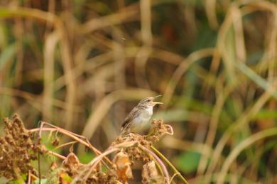 画像：白い体に茶色い羽、黄色い嘴の鳥。ウチヤマセンニュウ。枯草の上にとまっている。