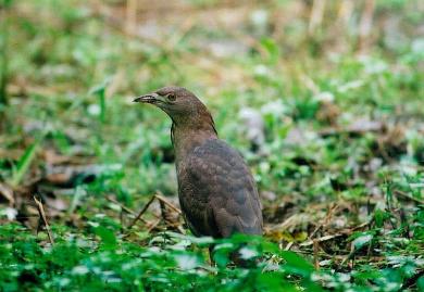 画像：茶色と黒のまだらの鳥。ミゾゴイ。緑の草が生い茂った地面に立っている。