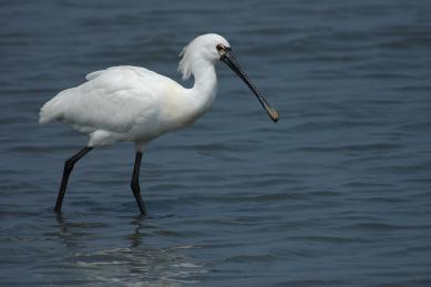 画像：黒く長い嘴と黒い脚、白い体の鳥。クロツラヘラサギ。浅い水辺を歩いている。