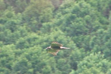 画像：緑の体に羽の先端が白と茶色の鳥。クマタカ。緑の葉が生い茂る木々を後背に飛んでいる。