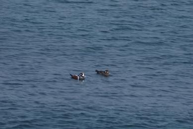 画像：黒地に白と赤の模様の鳥。シノリガモ。水面に浮かんでいる。