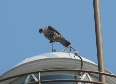 画像：白と灰色のまだらな鳥。ハヤブサ。屋根の上にとまっている。