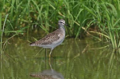 画像：白い体に茶色と白のまだらの羽の鳥。タカブシギ。川の浅いところに立っている。