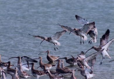 画像：茶色い頭部と胸に白い体の鳥の群れ。ダイシャクシギ。水際で立ったり、飛び立とうとしている。