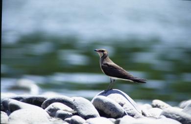 画像：茶色の鳥。ツバメチドリ。石の上に立っている。