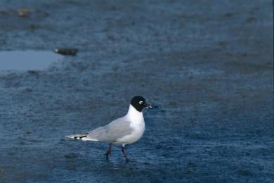 画像：黒い頭部と、白い体に灰色の羽の鳥。ズグロカモメ。干潟に立っている。