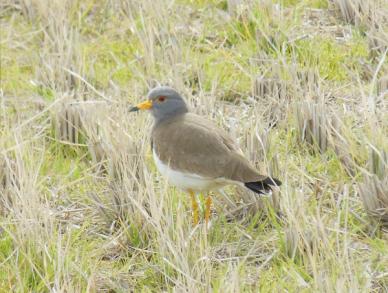 画像：体の内側が白く、嘴が黄色、頭部が灰色で、羽が茶色の鳥。ケリ。水のない田んぼに立っている。