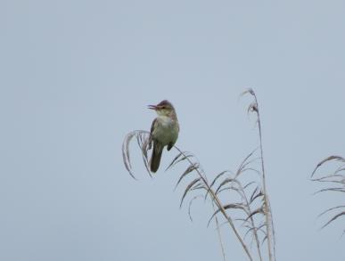 画像：体の内側が白く、頭部と外側が茶色い羽の鳥。オオヨシキリ。イネ科植物の上にとまっている。