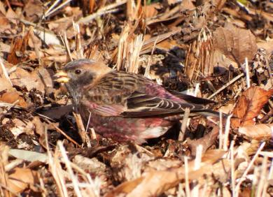 画像：茶色の体に頭部に白、体に黒と赤い羽のある鳥。ハギマシコ。枯葉の敷き詰められた地面にとまっている。