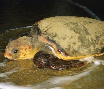 画像：扁平な背甲と茶色い手、頭部を持つ亀。アカウミガメ。浅い水に体を浸している。