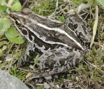 画像：灰白色に黒い斑紋があるカエル。トノサマガエル。