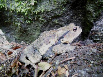 画像：多数の小隆起が散在する灰褐色の体表を持つカエル。ニホンヒキガエル。水辺の地面にいる。