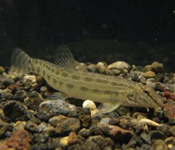 画像：半透明の薄褐色の体で、体側には暗色の斑紋がある魚。アリアケスジシマドジョウ。